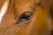 Pferd Auge mit Wimpern nah Detailaufnahme Pferdekopf
