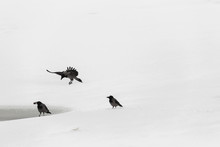 Three Crows On The Snow To Share The Same Food. One Crow In Flight