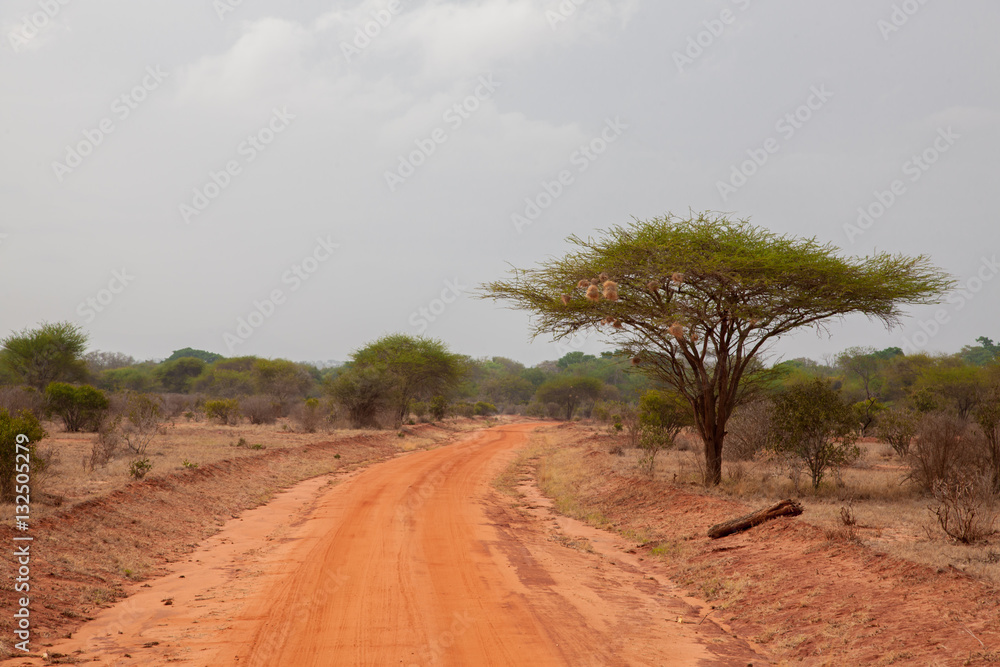 Road with red soil, landscape in Afrika, on safari in Kenya - obrazy, fototapety, plakaty 