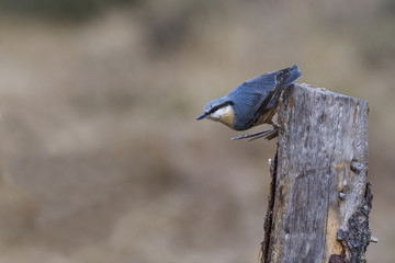 Wall Mural - Nuthatch on the branch