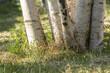 Birch Tree Trunks