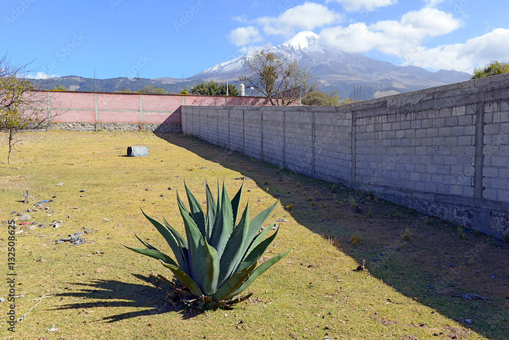 Agave plant in rural Mexico, many species of which are used to make ...