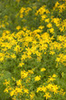 Yellow flowers of hypericum perforatum, St. John's worts