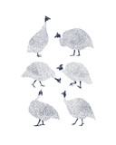Fototapeta  - Guinea fowls illustration
