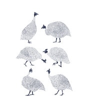 Guinea Fowls Illustration
