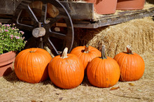 Pumpkins Around Am Old Farm Wagon