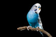 Isolated image of a blue budgie on a branch