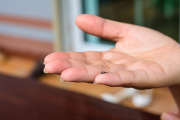 Died mosquito in woman hand