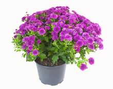 Isolated Pink / Purple Chrysanthemums In Plastic Planter.