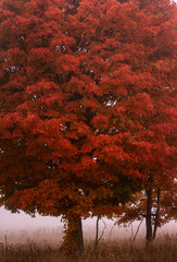 red fall