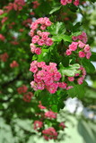 Fototapeta  - Różowo kwitnący głóg