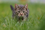 Fototapeta Koty - Junge Katze