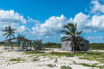 Beach Palm at Playa del Carmen Mexico Yucatan 3