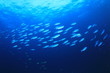 Sardines fish shoal underwater