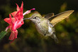 Hummingbird visits her favorite red flower