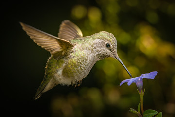 Female hummingbird and a small blue flower