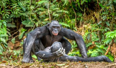 Wall Mural - bonobos mating. the bonobo ( pan paniscus), formerly called the pygmy chimpanzee and less often, the