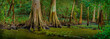 Louisiana Cypress Swamp