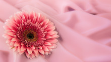 One Gerbera Flower On A Background From Silk  Fabric