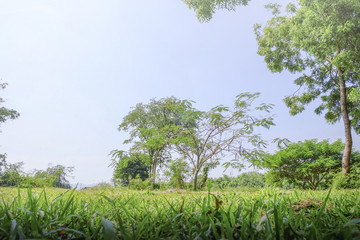 Green park and sky background