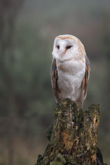 Aufkleber - An alert looking female barn owl perched on an old tree stump in upright vertical format