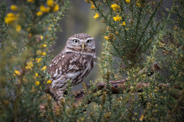 Aufkleber - A little owl perched and framed in a gorse bush staring forward at the camera