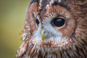 Poster - A very close photograph of the face of a tawny owl with eye and beak detail