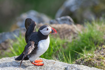 Atlantic Puffin flapping its wings on a rock