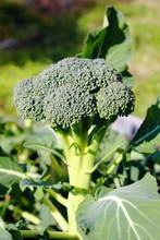 Fresh Green Broccoli Head Growing In The Garden