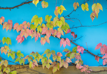 Wall Mural - Blue Wall Covered with ivy Leaves