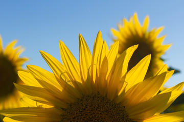 Wall Mural - Girasoles a Contraluz al Atardecer