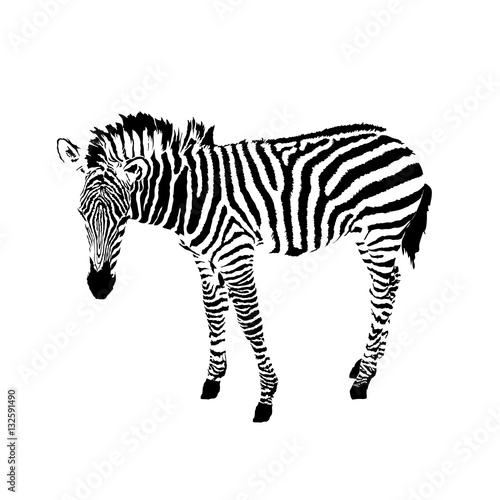 black and white zebra, isolated animal vector illustration kaufen Sie