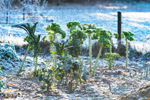 Frozen Kale In Vegetable Garden In Countryside.