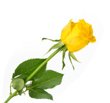 Yellow Rose On A White Background!