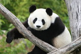 Panda Géant 