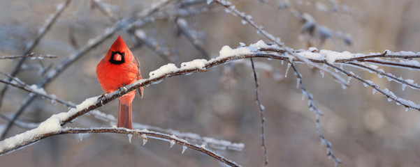 Wall Mural -  cardinal sur une branche