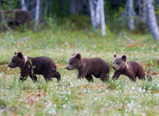 Wall Mural - three bear cubs walking