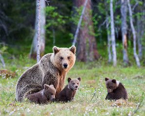 Wall Mural - female brown bear and her cubs