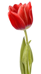 red tulip flower head isolated on white background