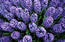 Blue Hyacinths