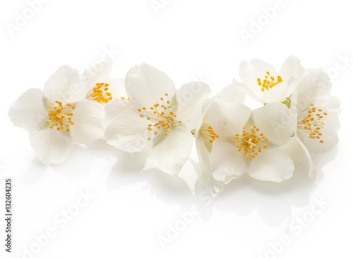 Naklejka dekoracyjna Jasmine flowers isolated on white background cutout