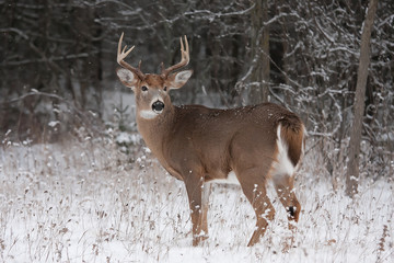 Wall Mural - White-tailed deer buck standing in the winter snow in Canada