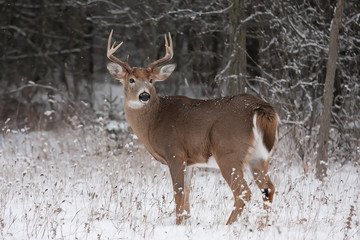 Sticker - White-tailed deer buck standing in the winter snow in Canada