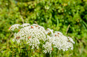 Canvas Print - Common red soldier beetles on a white blossoming wild carrot