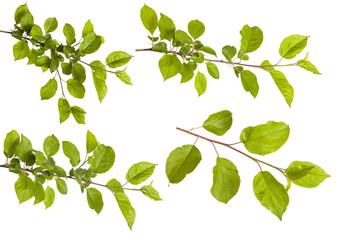 apple-tree branch with green leaves. isolated on white backgroun
