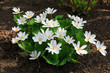  Sanguinaria canadensis, know as  bloodroot, is a perennial, herbaceous flowering plant grown in the home garden but a plant that is native to eastern North America.