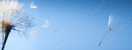 flying dandelion seeds on a blue background © Chepko Danil