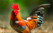 Colorful wild chickens