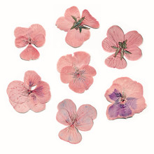 Pressed And Dried Pink Flowers