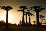 Fototapeta Las - Sunset on the Baobabs, Madagascar
